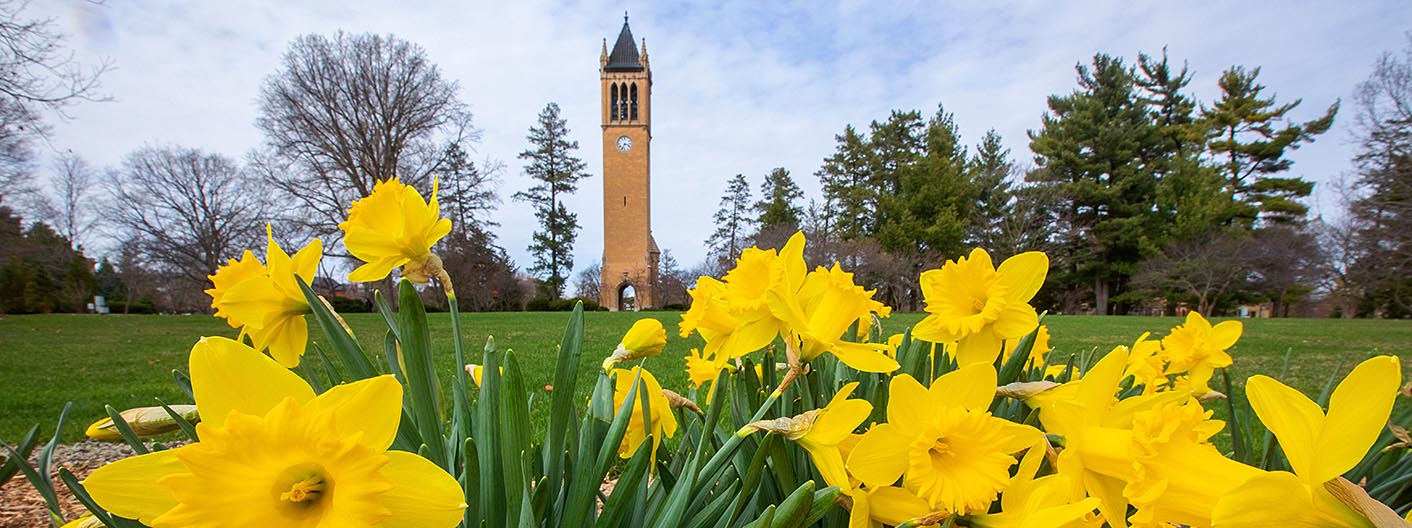 Blooming daffodils with the campanile in the background.